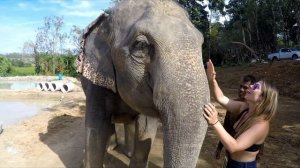Phuket Elephant Jungle Sanctuary | Top Things to do in Phuket | Elephants in Phuket, Thailand