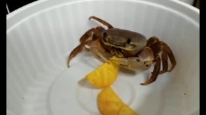 Краб ест чипсы