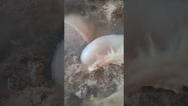 Пошагово как отварить конину на бешпармак.Как правильно варить конскую колбасу-шужик. смотреть онлайн