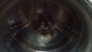 Стираем кота в стиральной машине.