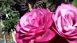 Rose Barbra Streisand.mov