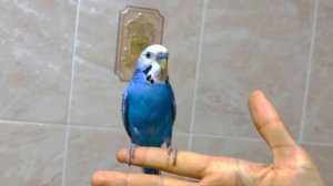 КАК ОПРЕДЕЛИТЬ ПОЛ И ВОЗРАСТ У ВОЛНИСТОГО ПОПУГАЯ!