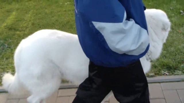 Дрессировка собак. Маремма 3 http:www.dogclass.ru