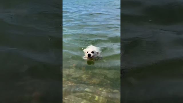 West highland white terrier / Вест хайленд уайт терьер