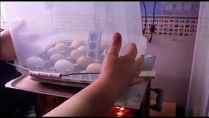 Инкубатор своими руками. Такого инкубатора у вас еще не было. Самодельный инкубатор.
