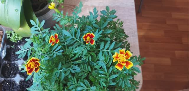 Цветы дома 2023 год