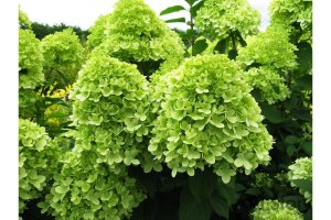 ГОРТЕНЗИИ САЙТ ВЕСЕННИЙ САД.avi