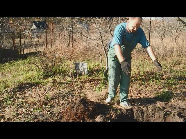 Как без риска пересадить куст смородины ч.1 смотреть онлайн