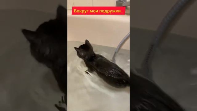 Котенок купается в ванной с удовольствием