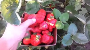 Супер клубника Сан- Андреас, покупка на Беккер удивила!