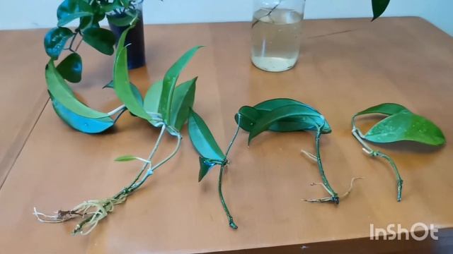 Хойя размножение черенками