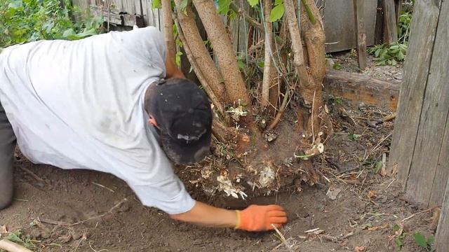 Избавляюсь от  дерева с корнем на участке лучший и быстрый способ без затрат .Анти город 5 Anti Cit смотреть онлайн