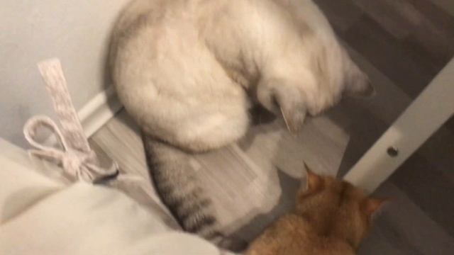 ???СОЛНЕЧНЫЕ КОШКИ,ЗОЛОТЫЕ ШИНШИЛЛЫ.GOLDEN KITTENS☀️? ??