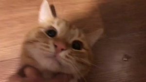 Как запечь кота целиком в духовке?