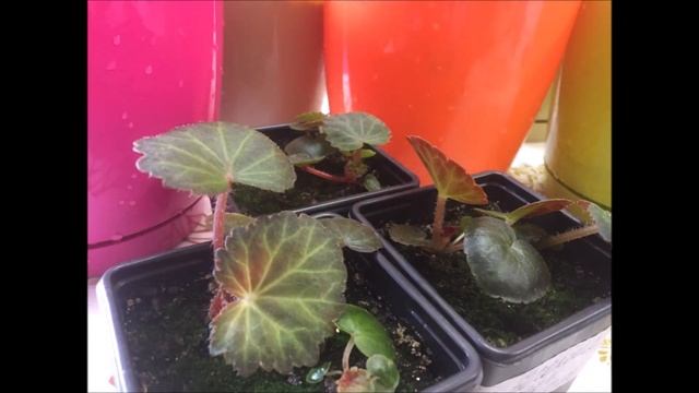 Бегония из семян. Посев, всходы, бегонии 5 месяцев, пересадка в кашпо. смотреть онлайн