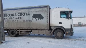 Скотовоз (перевозка крс, свиней, лошадей)