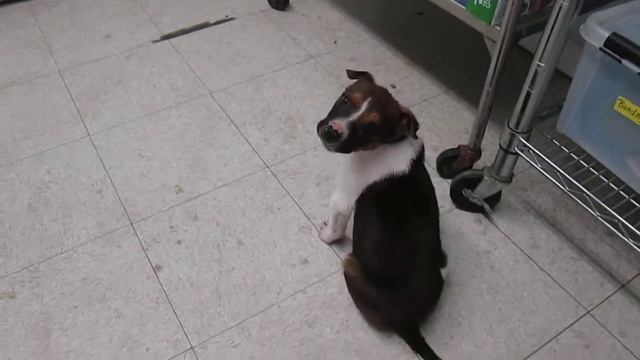 Elvis: 2-3 months; hound/beagle mix; смотреть онлайн