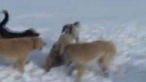 3 Псовая охота в Казахстане . Борзые (казахские  тазы) الصيد مع كلاب الصيد الكازاخستانية الطاساتг