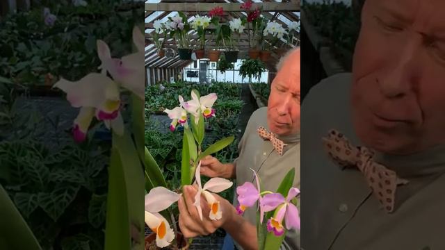 The Fabled Land of Cattleya eldorado смотреть онлайн