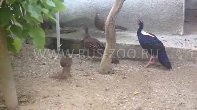 Питомник Rus Zoo Свайно Фазаны смотреть онлайн