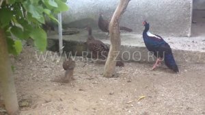 Питомник Rus Zoo Свайно Фазаны