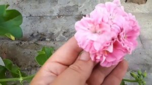 Плющелистные пеларгонии. Сорта, особенности, уход.