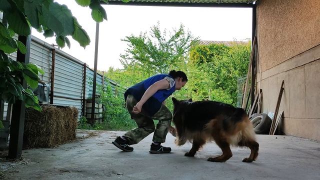 Жасминка, заключительная тренировка по ноузворк с обозначением запаха перед тестированием.