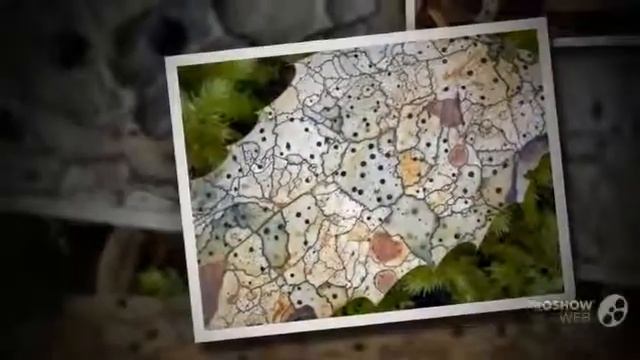 Coccomyces dentatus - fungi kingdom смотреть онлайн