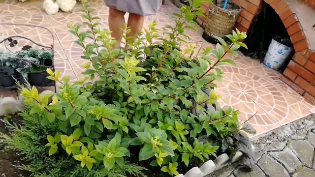 ХИТРОСТИ ОБРЕЗКИ ГОРТЕНЗИЙ по СОРТАМ! КАК получить ЧУДО! смотреть онлайн