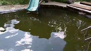 Очистка пруда, очистка воды. Самый простой способ.