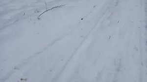 Лиса повелась! Охота на лису с простейшим манком и норной собакой.