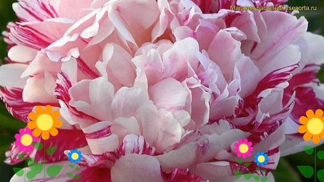 Пион молочноцветковый Кэнди Стрипед. Краткий обзор, описание paeonia lactiflora Candy striped смотреть онлайн