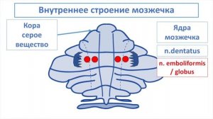 Мозжечок (I-часть)