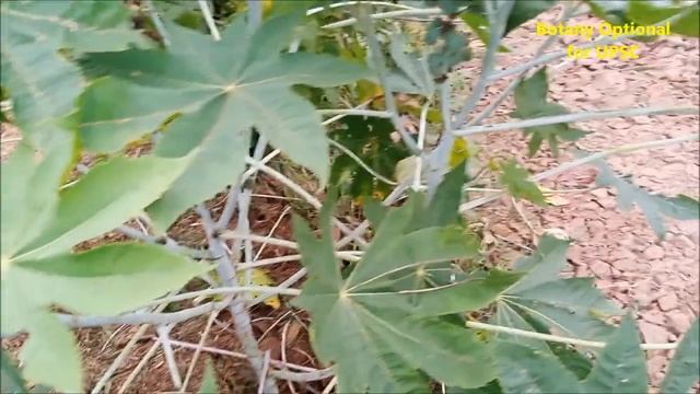 Ricinus communis Plant: Botanical Description: Petrocrops: Seeds: Caster Oil: Medicinal Importance смотреть онлайн