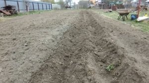 Как посадить картошку под окучник. Часть 2