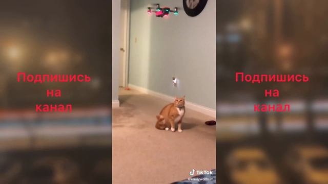 Как испугать кота смотреть онлайн