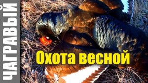 Охота весной Курган 2018 | утка, тетерев