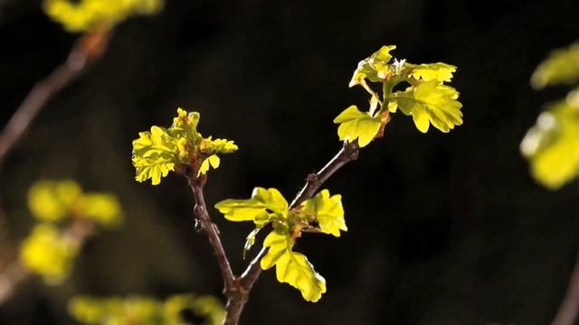 Dmitry Hvorostovsky. "Ombra mai fu..." - Handel смотреть онлайн