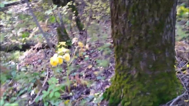 Осенние опята , хоть косой коси . смотреть онлайн