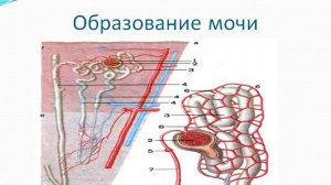 Презентация Выделительная система