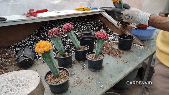 pot size plant | when increase pot size plant? смотреть онлайн