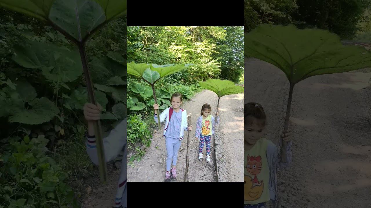 Псебай летом #отдыхвкраснодарскомкрае #кубань #псебай смотреть онлайн