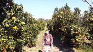 How we picked oranges in Israel / Сборы апельсинов в Израиле