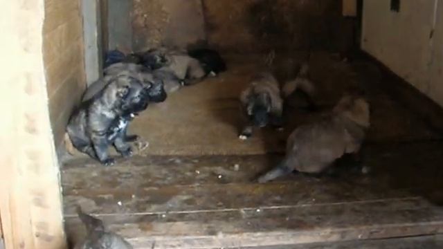 Щенки кавказской овчарки: первые шаги и первый Гав! смотреть онлайн