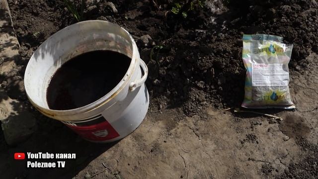 БУДЕТ МНОГО КРУПНОГО КРЫЖОВНИКА ЕСЛИ В АПРЕЛЕ ПОДКОРМИТЬ ЭТИМ КРЫЖОВНИК