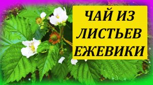 Как сделать чай из листьев ежевики. Полезный напиток из листьев ежевики. Ежевичный чай из листьев.
