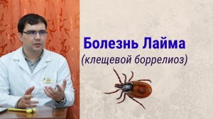 Болезнь Лайма (клещевой боррелиоз): симптомы. диагностика, лечение