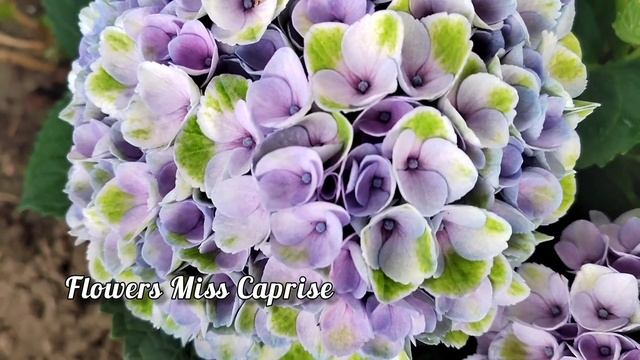 Гортензия крупнолистная Мэджикал Аметист (Magical Amethyst)