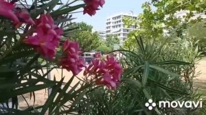 Demis Roussos. Goodbye my love!   Демис Руссос. "Прощай моя любовь!"