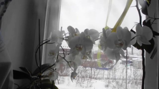 Снова мы вдвоём... смотреть онлайн